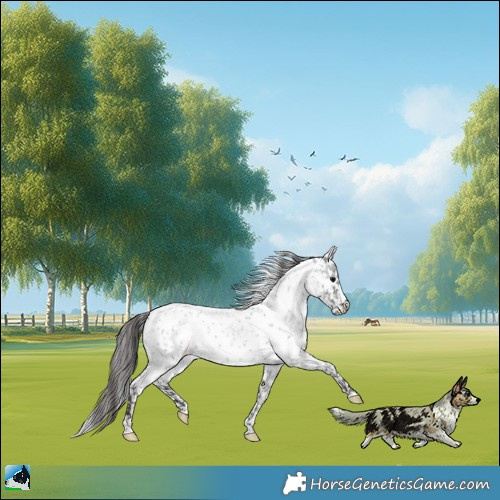 Horse Color:Blue Roan Near Leopard