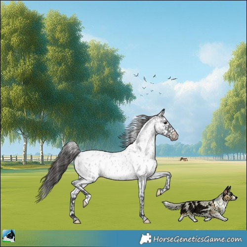 Horse Color:Blue Roan Appaloosa