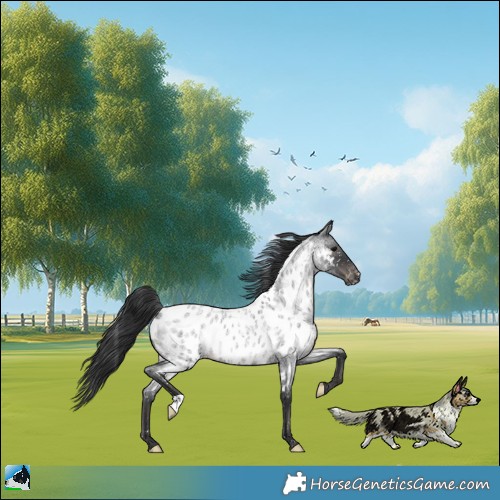 Horse Color:Blue Roan Appaloosa 