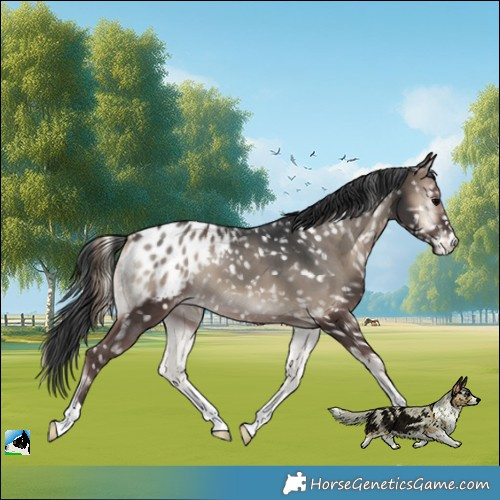 Horse Color:Blue Onyx Blanket 