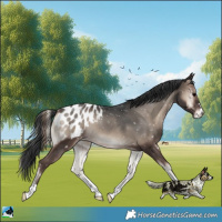 Horse Color:Blue Onyx Appaloosa 