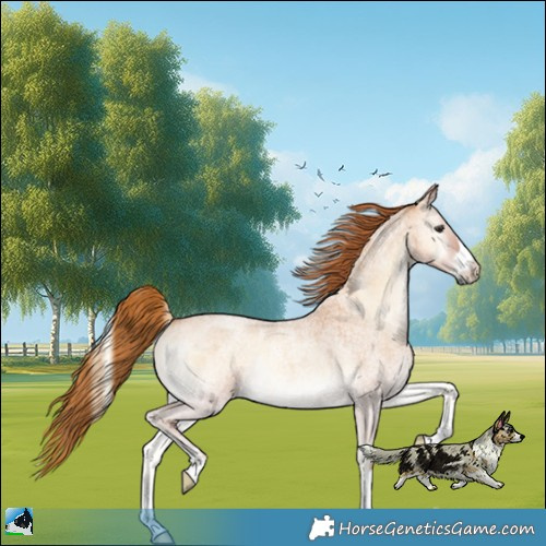 Horse Color:Red Onyx Roan 