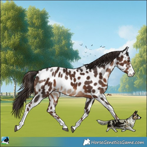 Horse Color:Liver Chestnut Sabino Appaloosa 