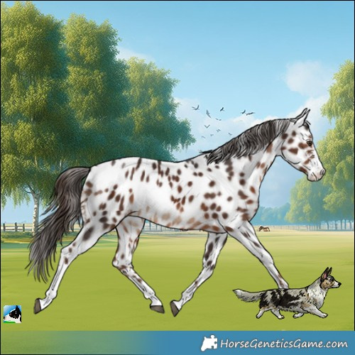 Horse Color:Liver Chestnut Sabino Leopard