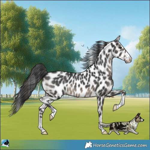 Horse Color:Black Appaloosa