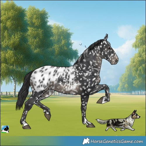 Horse Color:Black Blanket 