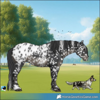 Horse Color:Black Blanket 