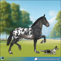 Horse Color:Black Appaloosa 