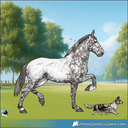 Horse Color:Smoky Black Mushroom Appaloosa