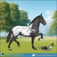 Horse Color:Smoky Black Mushroom Appaloosa 