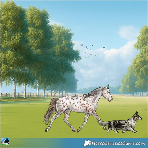 Horse Color:Chestnut Near Leopard