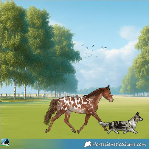 Horse Color:Chestnut Appaloosa 
