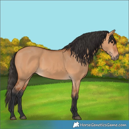 Horse Color:Bay Dun 