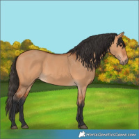 Horse Color:Bay Dun