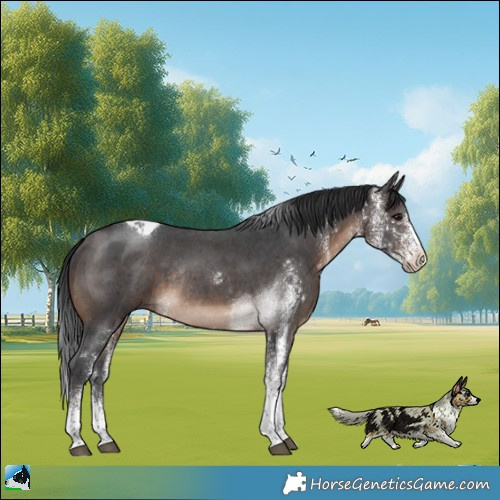 Horse Color:White Spotted Brown Tobiano Rabicano 