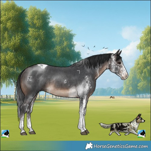 Horse Color:White Spotted Brown Tobiano Rabicano 