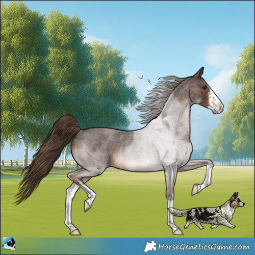 Horse Color:White Spotted Liver Red Roan Rabicano 
