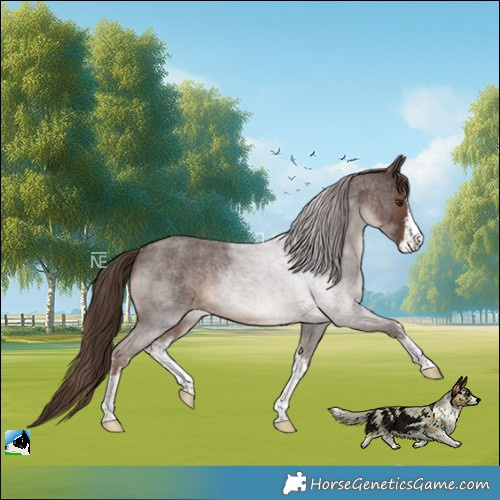 Horse Color:White Spotted Liver Red Roan Rabicano 