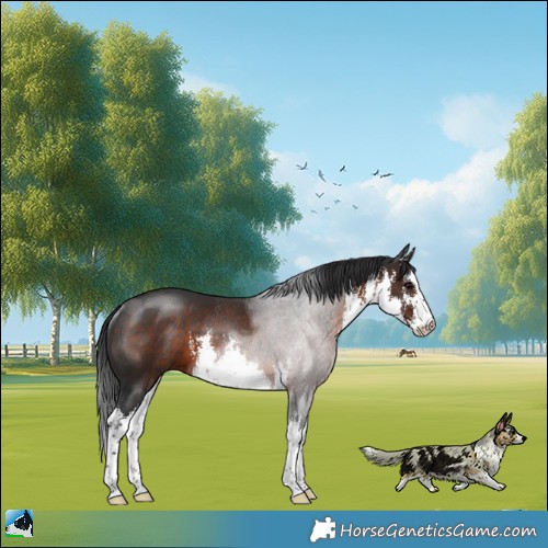 Horse Color:White Spotted Brown Rabicano