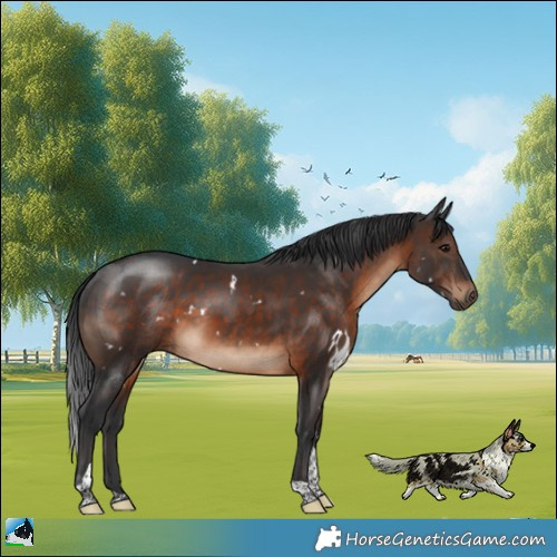 Horse Color:White Spotted Brown Tobiano Rabicano