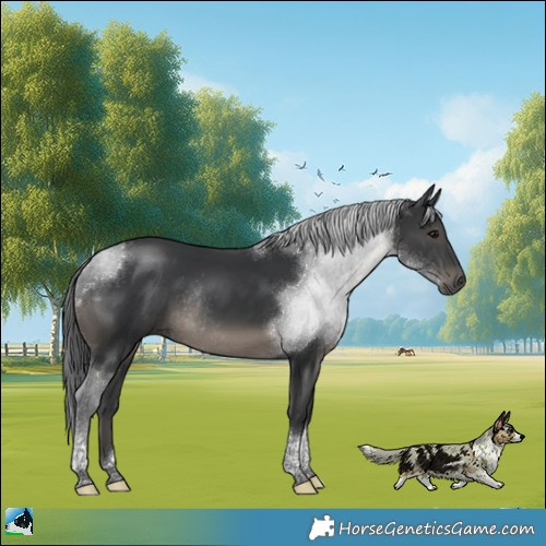 Horse Color:Black Tobiano Rabicano 