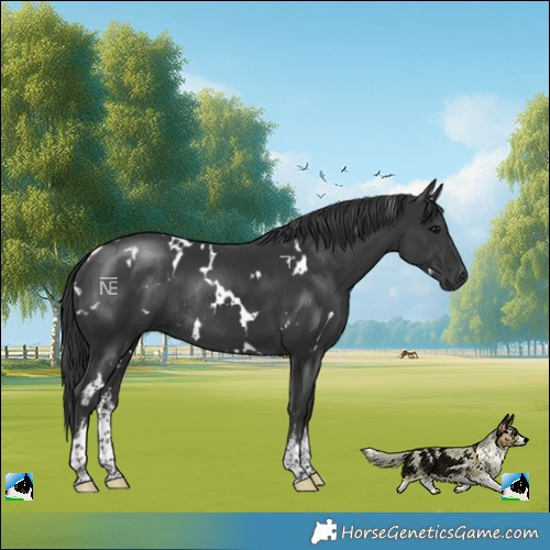 Horse Color:White Spotted Black Rabicano 