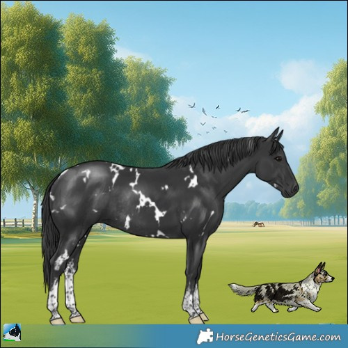 Horse Color:White Spotted Black Rabicano 