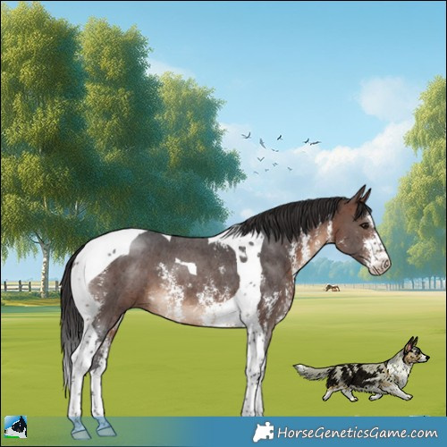 Horse Color:Brown Sabino Tobiano Rabicano