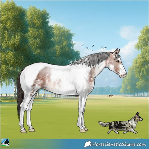 Horse Color:White Spotted Bay Tobiano Rabicano