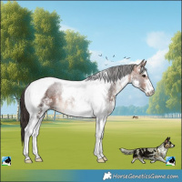 Horse Color:White Spotted Bay Tobiano Rabicano
