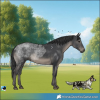 Horse Color:Black Ice Rabicano 