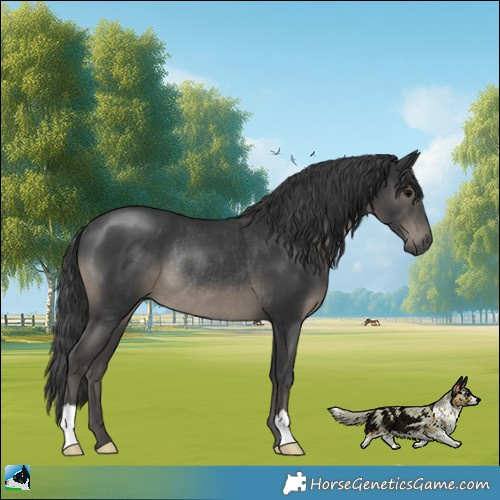 Horse Color:Black Rabicano