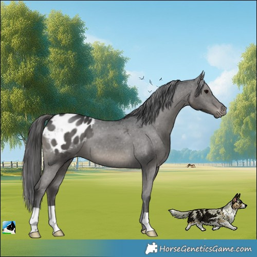 Horse Color:Black Appaloosa 