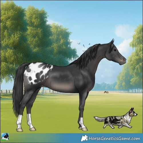 Horse Color:Black Appaloosa