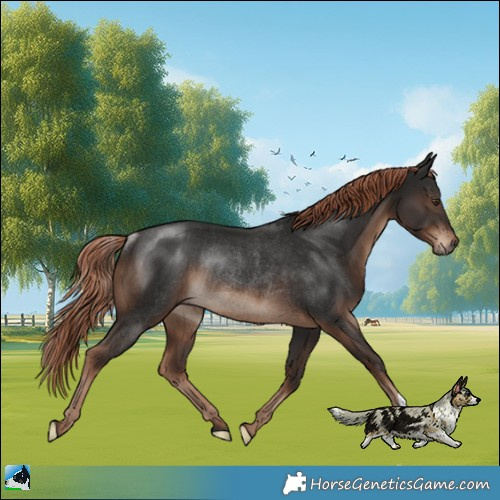 Horse Color:Liver Chestnut Rabicano 