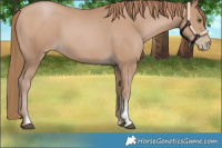 Horse Color:Black Pearl Sabino