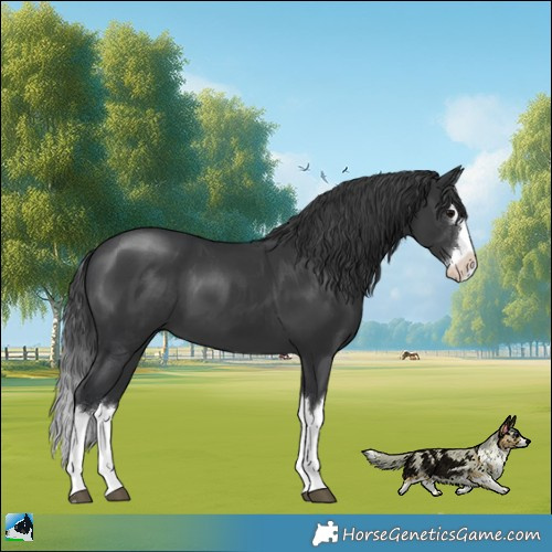 Horse Color:Black Mushroom Splash