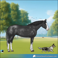 Horse Color:Black Mushroom Splash