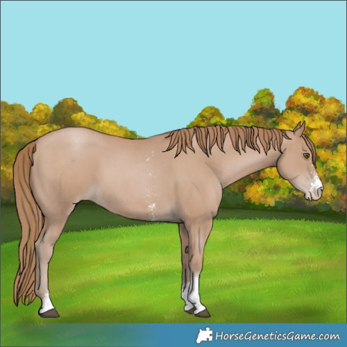 Horse Color:Black Pearl Sabino 