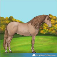 Horse Color:Black Pearl Sabino 