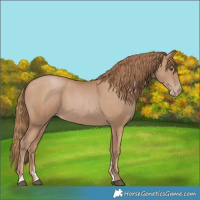 Horse Color:Black Pearl Sabino 