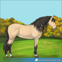 Horse Color:Buckskin 