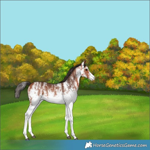 Horse Color:White Spotted Bay 