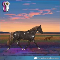 Horse Color:White Spotted Liver Chestnut