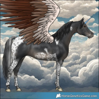 Horse Color:Black Tobiano Frame