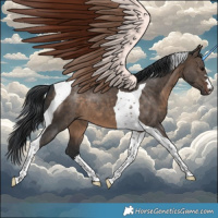 Horse Color:Brown Dun Tobiano