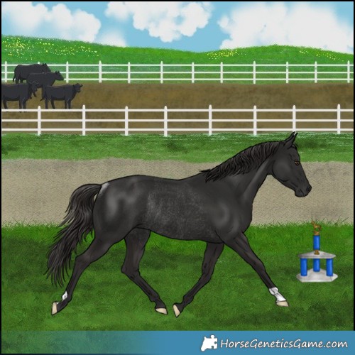 Horse Color:Liver Chestnut Rabicano 