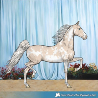 Horse Color:White Spotted Cremello 