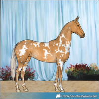 Horse Color:White Spotted Palomino 