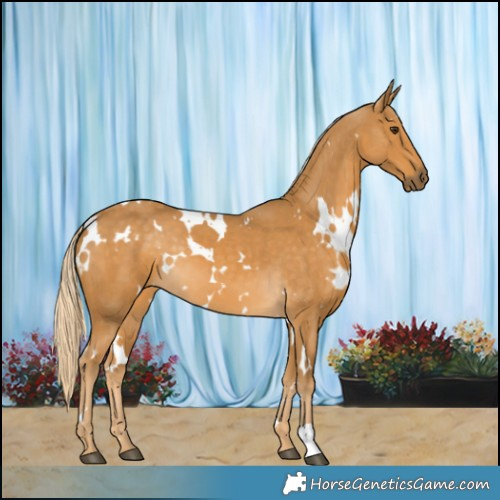 Horse Color:White Spotted Palomino 